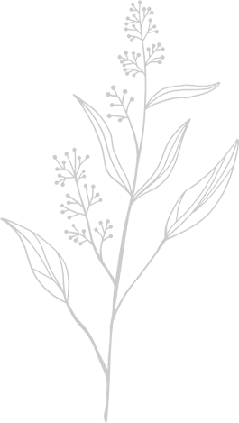 植物